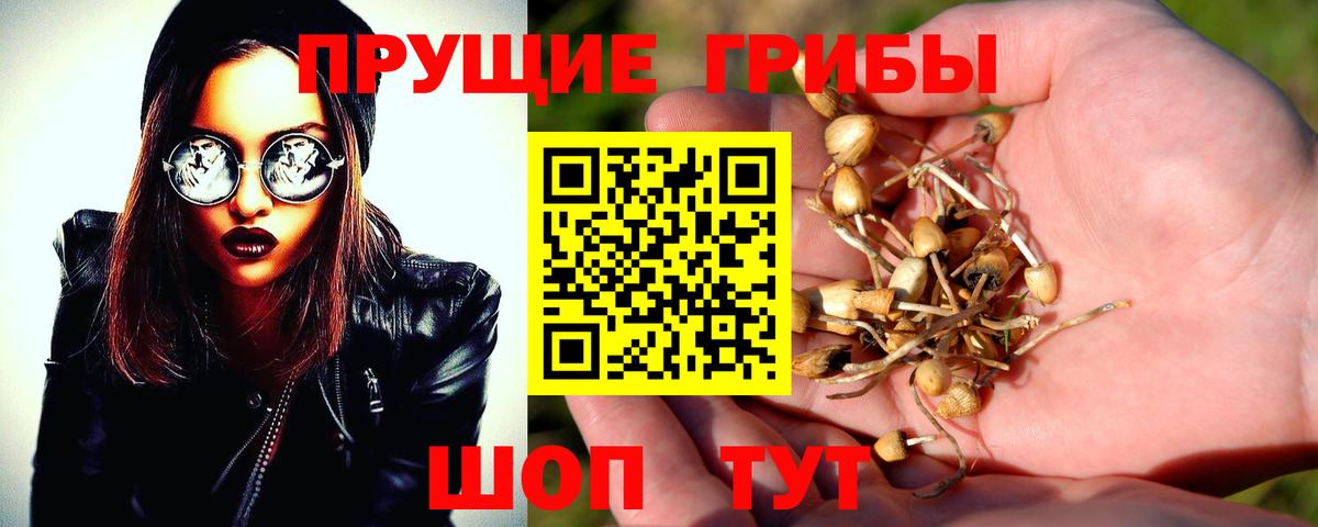 купить наркоту  Вход с VPN  Псилоцибиновые грибы MAGIC MUSHROOMS  Знаменск  Галлюциногенные грибы мицелий 